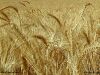 Color photo of wheat in fruit, as mentioned in parables and Jesus' teaching.
