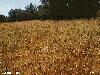 Color photo of a wheat field in Israel.
