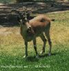Color photo of wild goat, common to the hills of Israel.