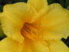 beautiful daffodil photo for summer photo use as a powerpoint background